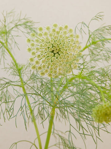 Tandstikkerurt 'Green Mist' Seed