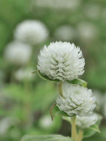 Ungkarleknap 'Hvid' Seed