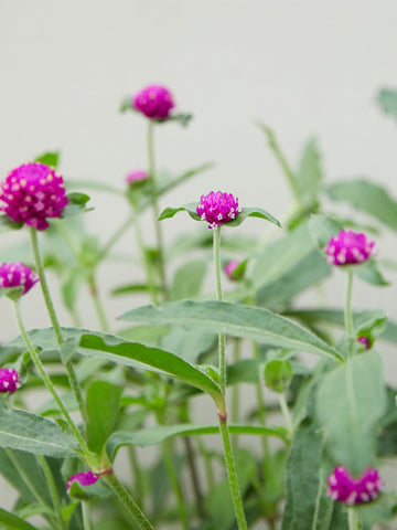 Ungkarleknap 'Lilla' Seed