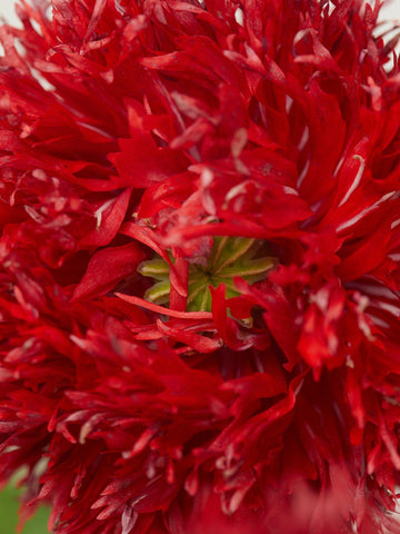 valmue 'Chrimson Feathers' Seed