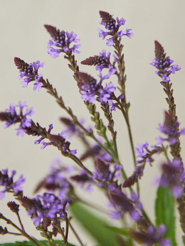 Verbena 'Lavender Spires' Seed