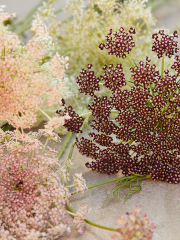 Vild Gulerod 'Dara' Seed