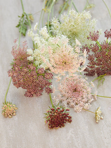 Vild Gulerod 'Dara' Seed
