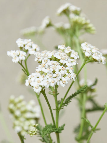 Vild Røllike 'Hvid' Seed