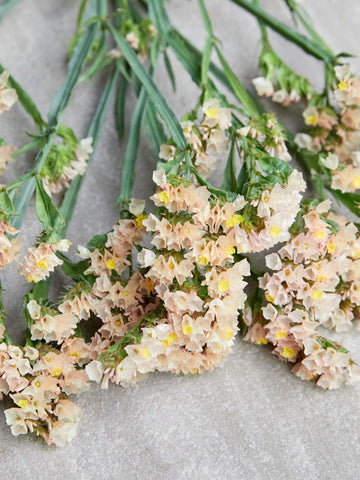 Vinget Hindebæger 'Apricot Beauty' Seed