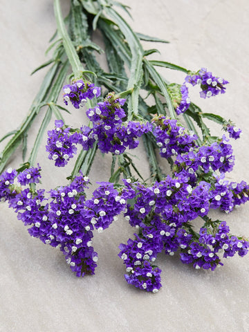 Vinget Hindebæger 'Dark Blue' Seed