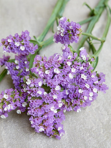 Vinget Hindebæger 'Lavender' Seed