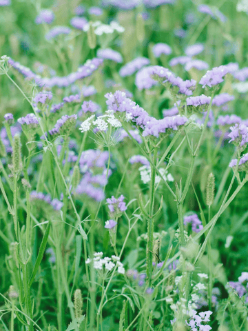 Vinget Hindebæger 'Seeker Pastel Blue' Seed