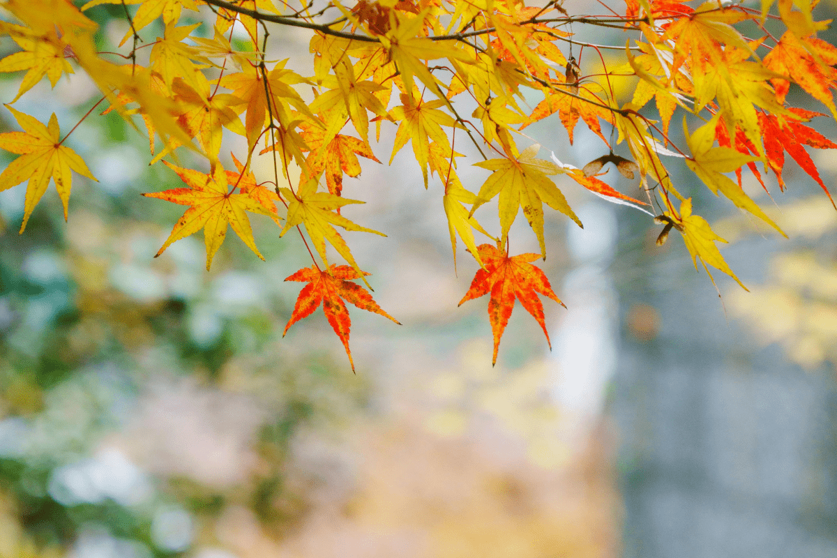 PUT HAVEN FOR VINTEREN