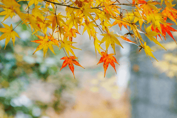 PUT HAVEN FOR VINTEREN