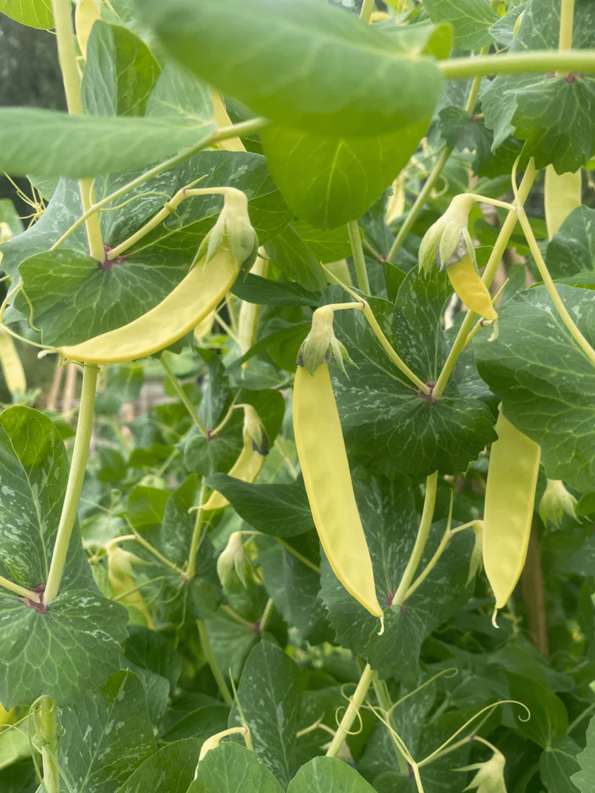 Ært 'Golden Sweet' Seed 