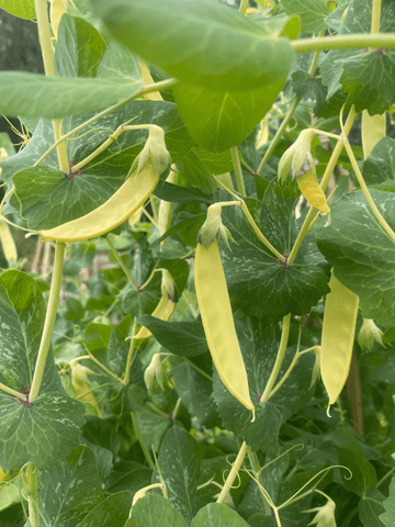 Ært 'Golden Sweet' Seed 