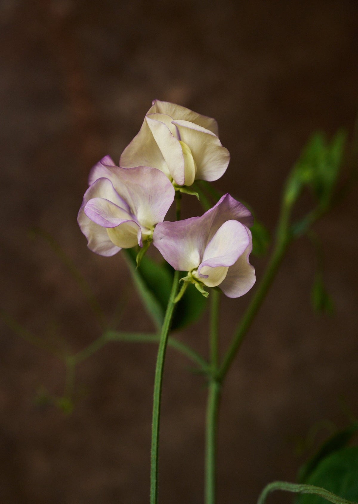 Ærteblomst 'Anniversary' Seed 
