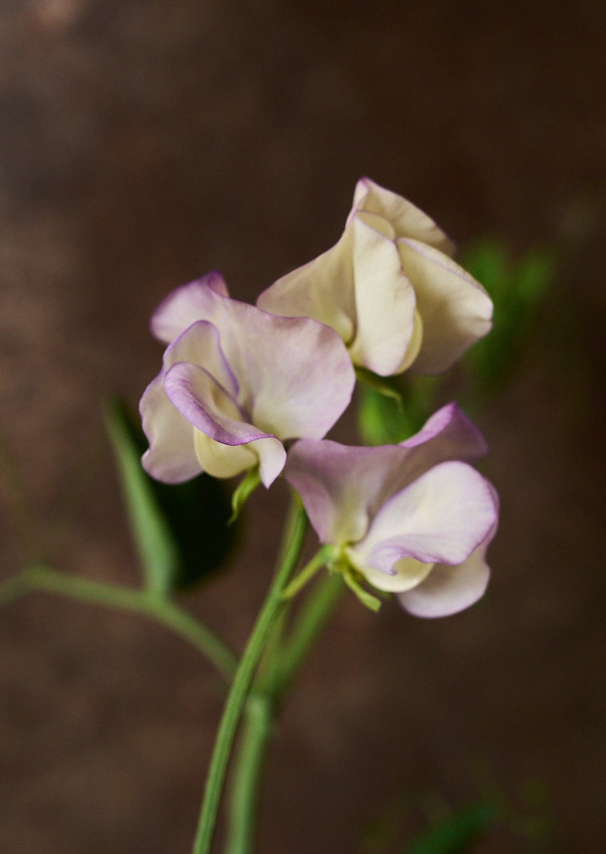 Ærteblomst 'Anniversary' Seed 