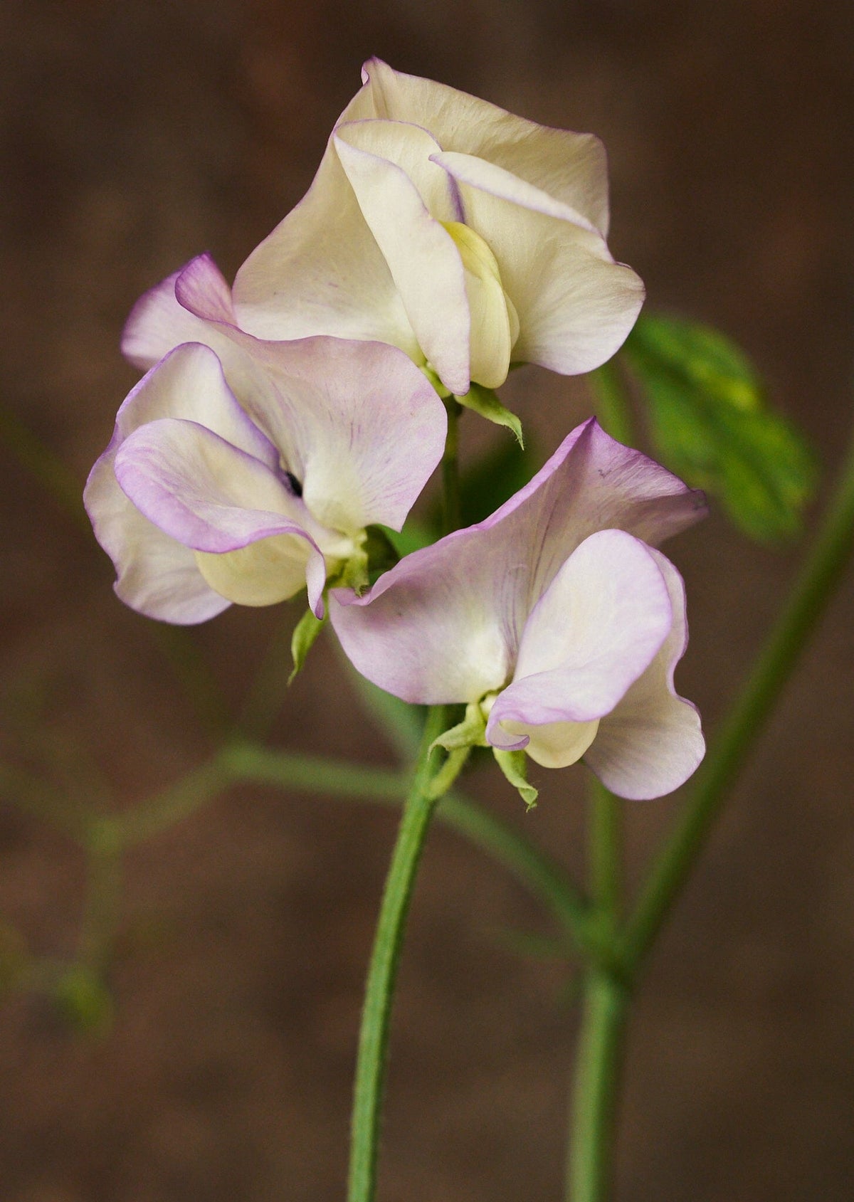 Ærteblomst 'Anniversary' Seed 