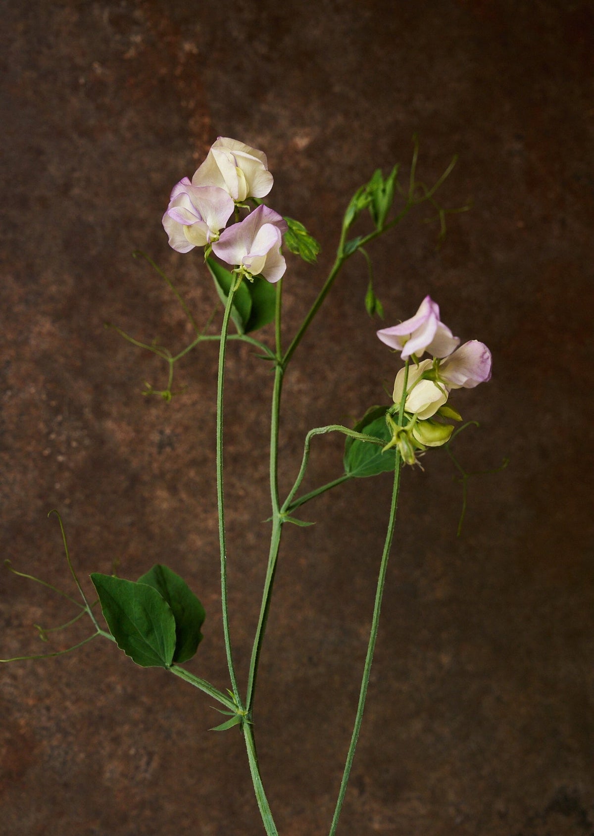 Ærteblomst 'Anniversary' Seed 