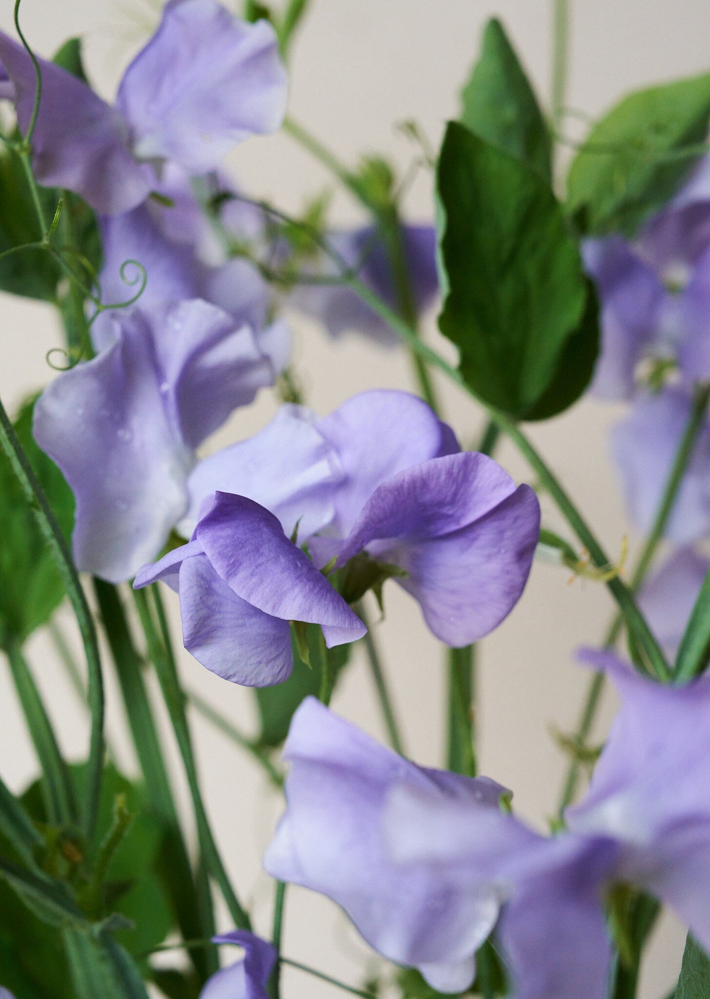 Ærteblomst 'Charlie's Angel' Seed 