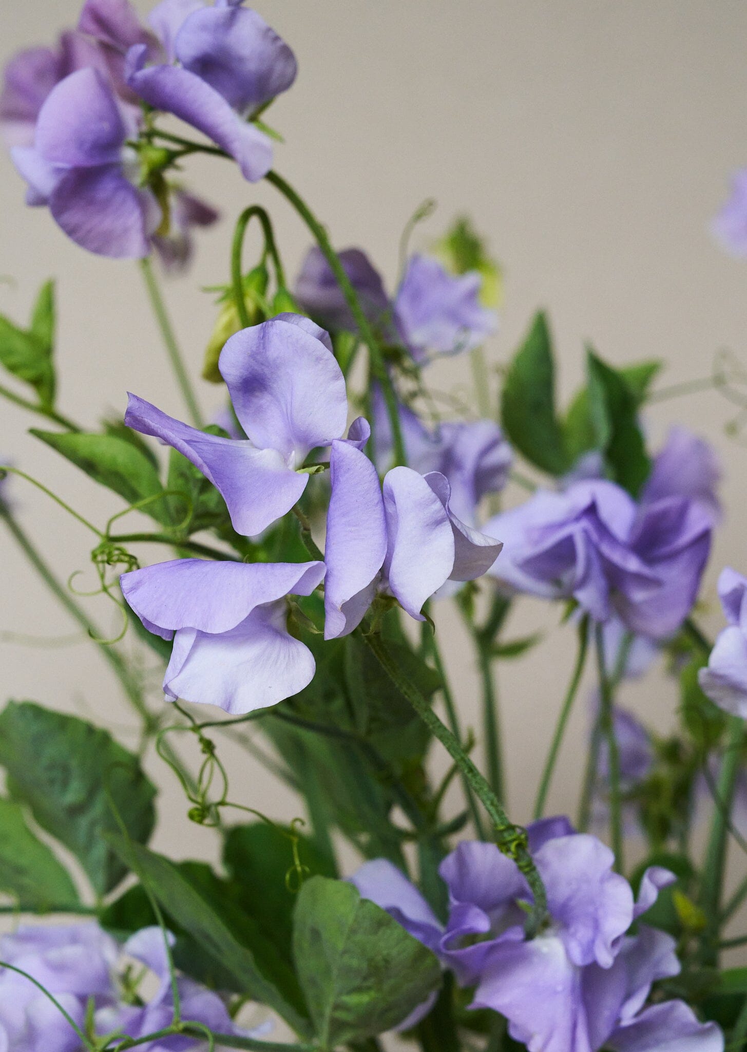 Ærteblomst 'Charlie's Angel' Seed 