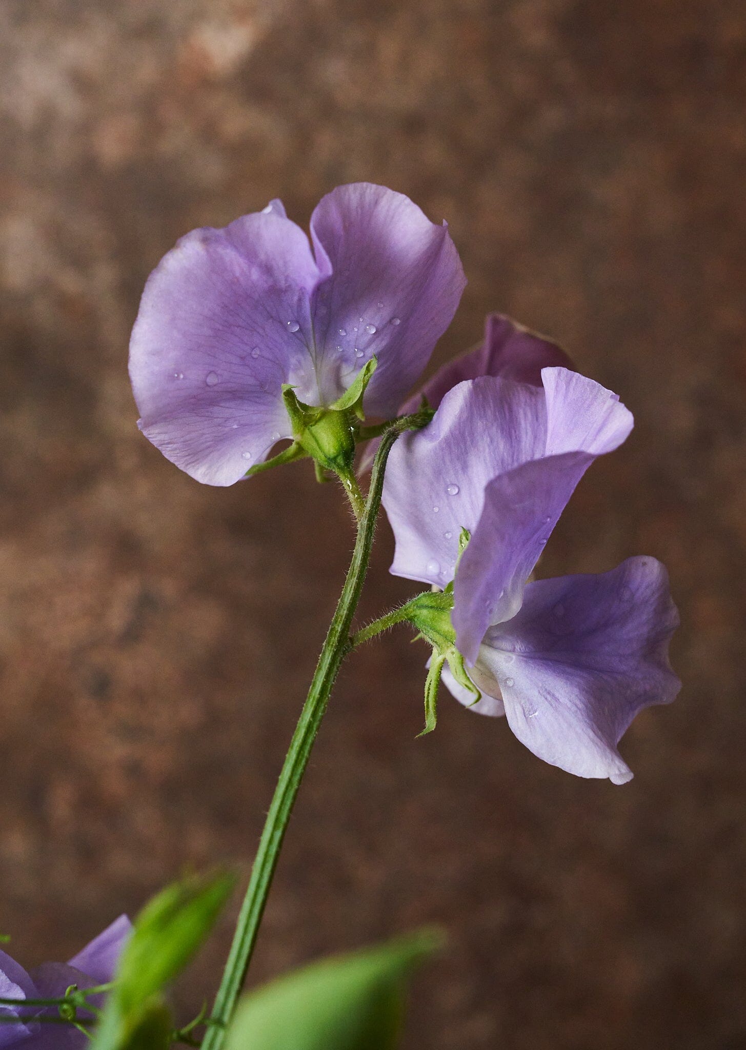 Ærteblomst 'Charlie's Angel' Seed 