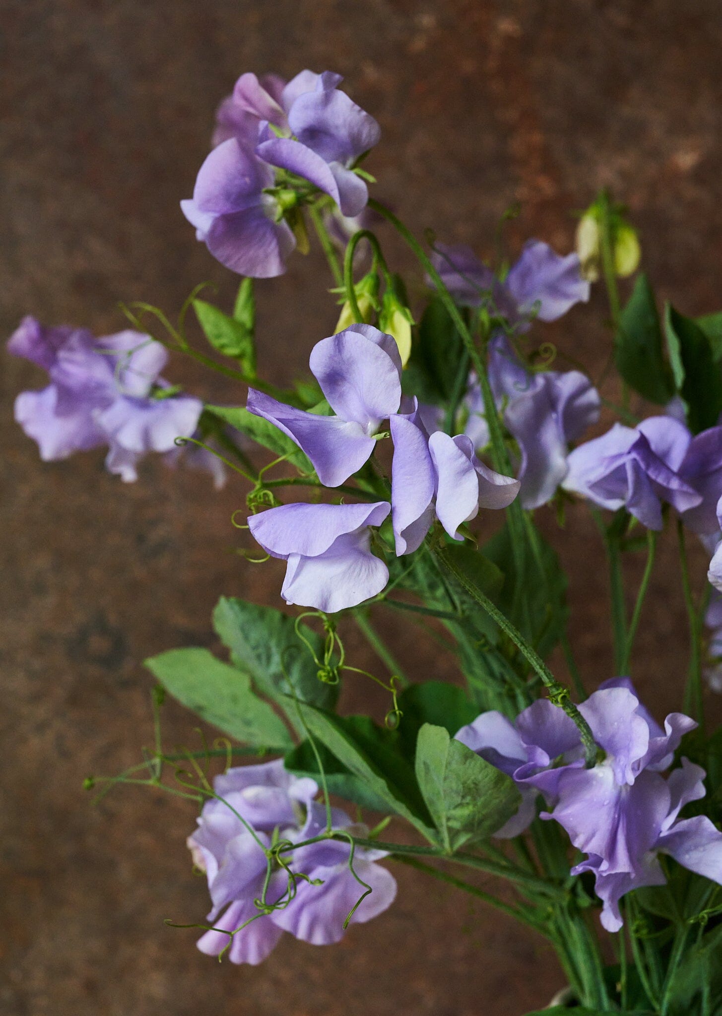 Ærteblomst 'Charlie's Angel' Seed 