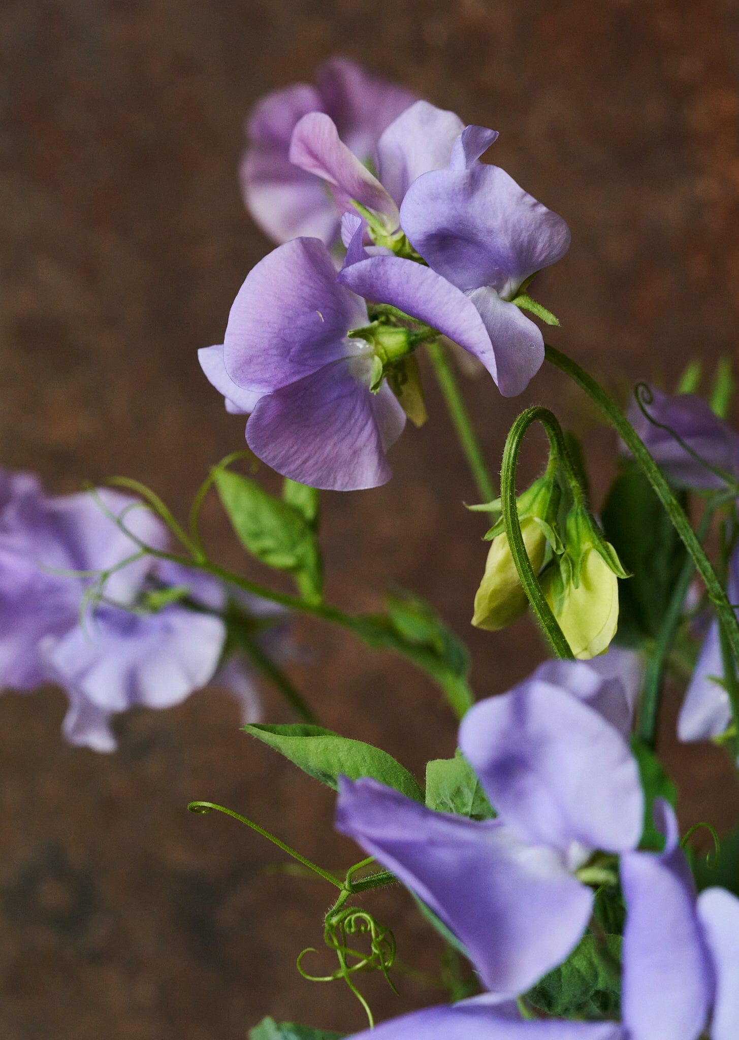 Ærteblomst 'Charlie's Angel' Seed 