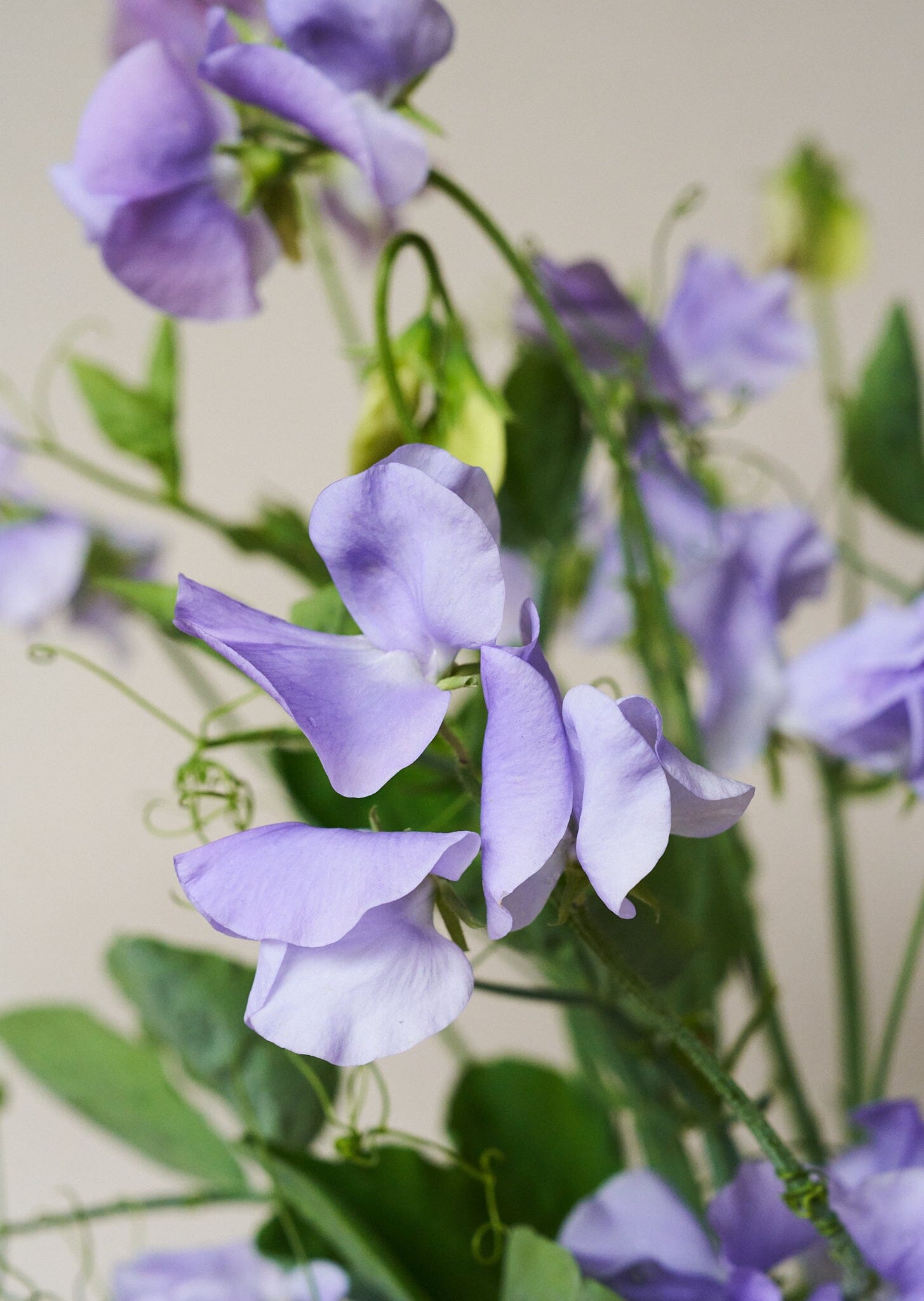 Ærteblomst 'Charlie's Angel' Seed 