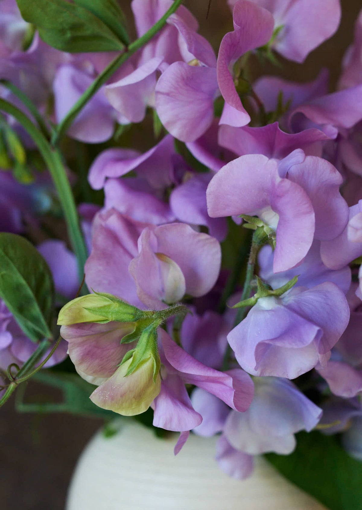 Ærteblomst 'Elegance Lavender' Seed 
