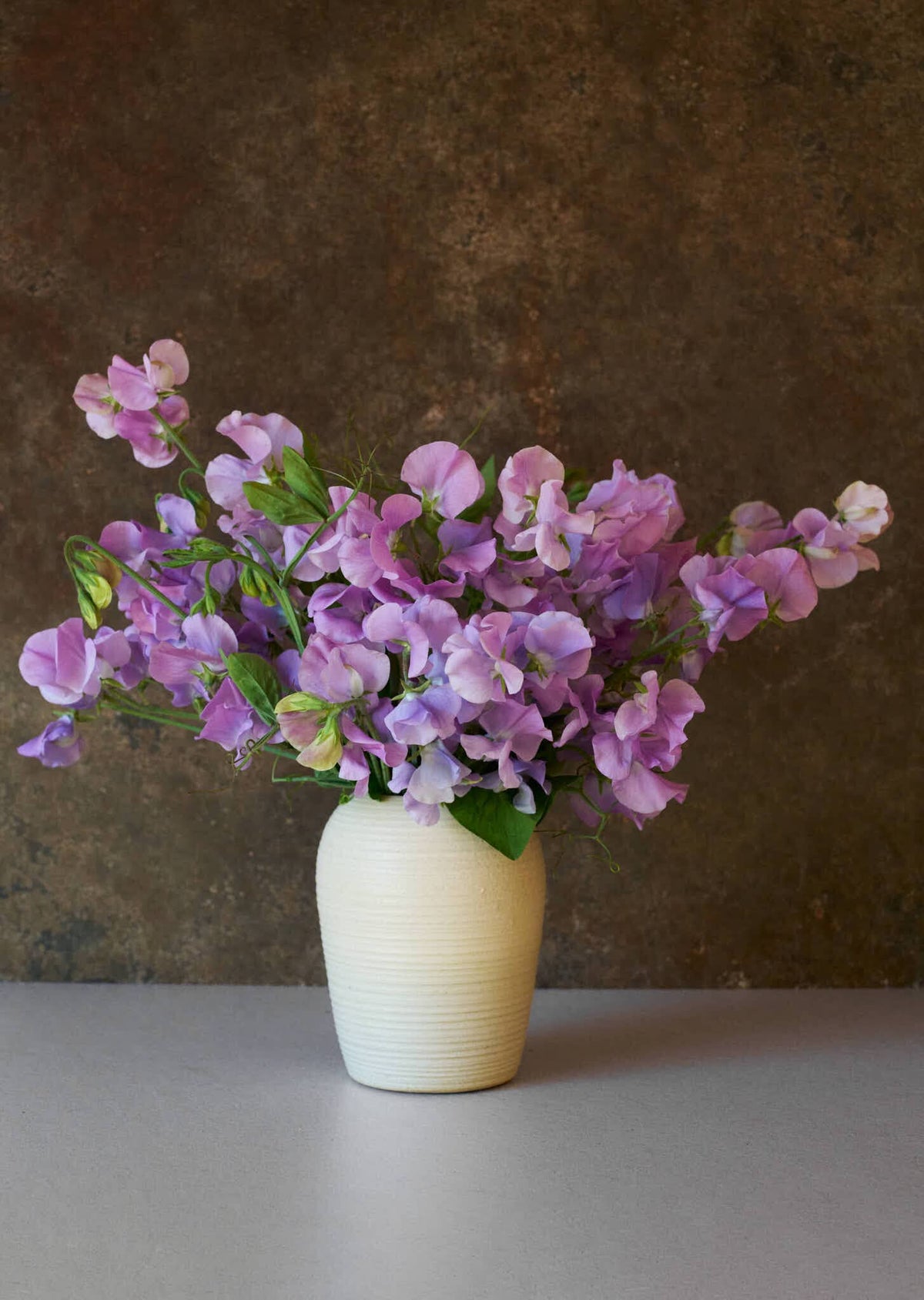 Ærteblomst 'Elegance Lavender' Seed 
