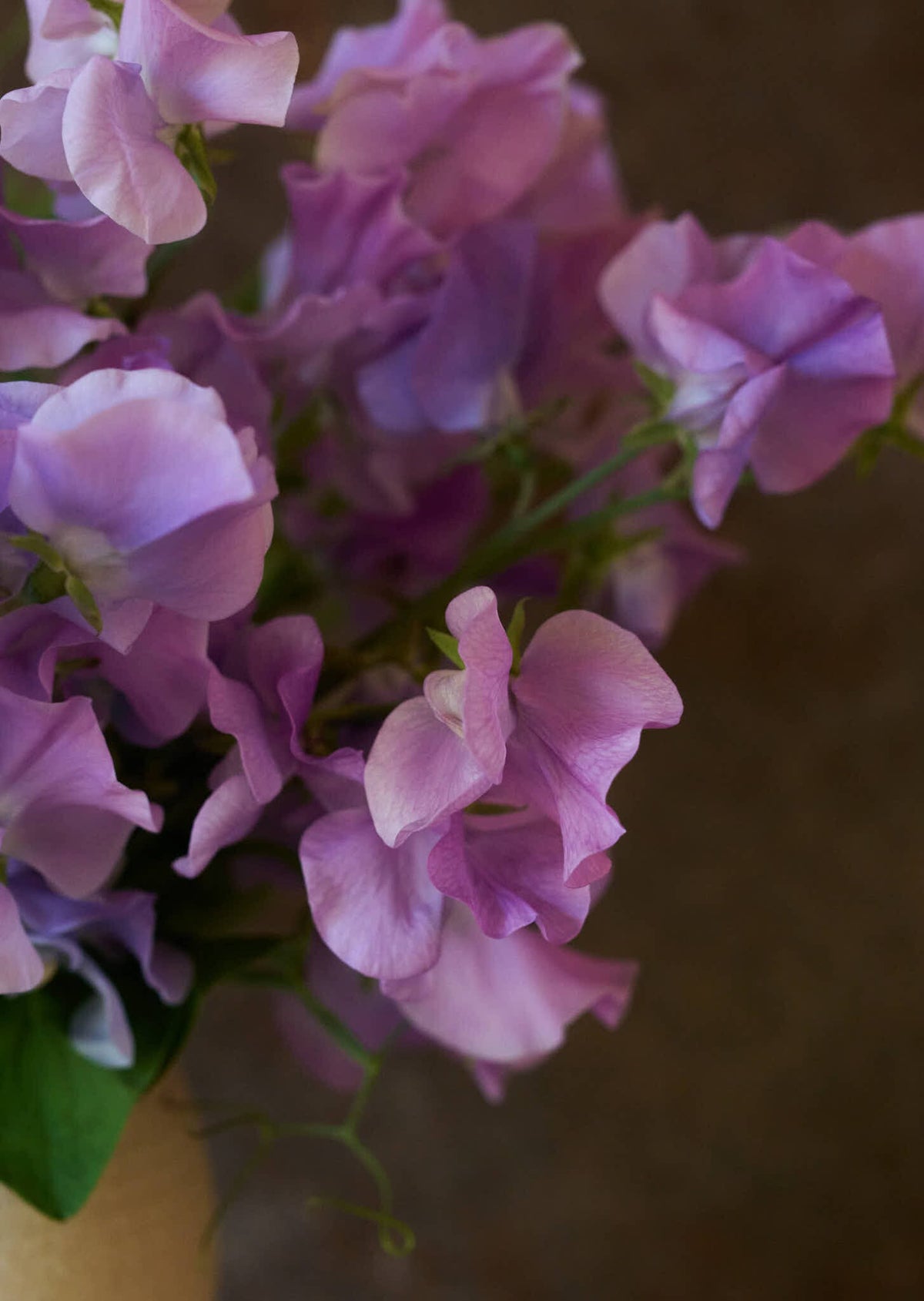 Ærteblomst 'Elegance Lavender' Seed 