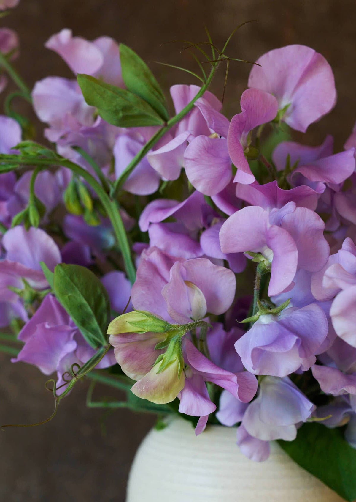 Ærteblomst 'Elegance Lavender' Seed 