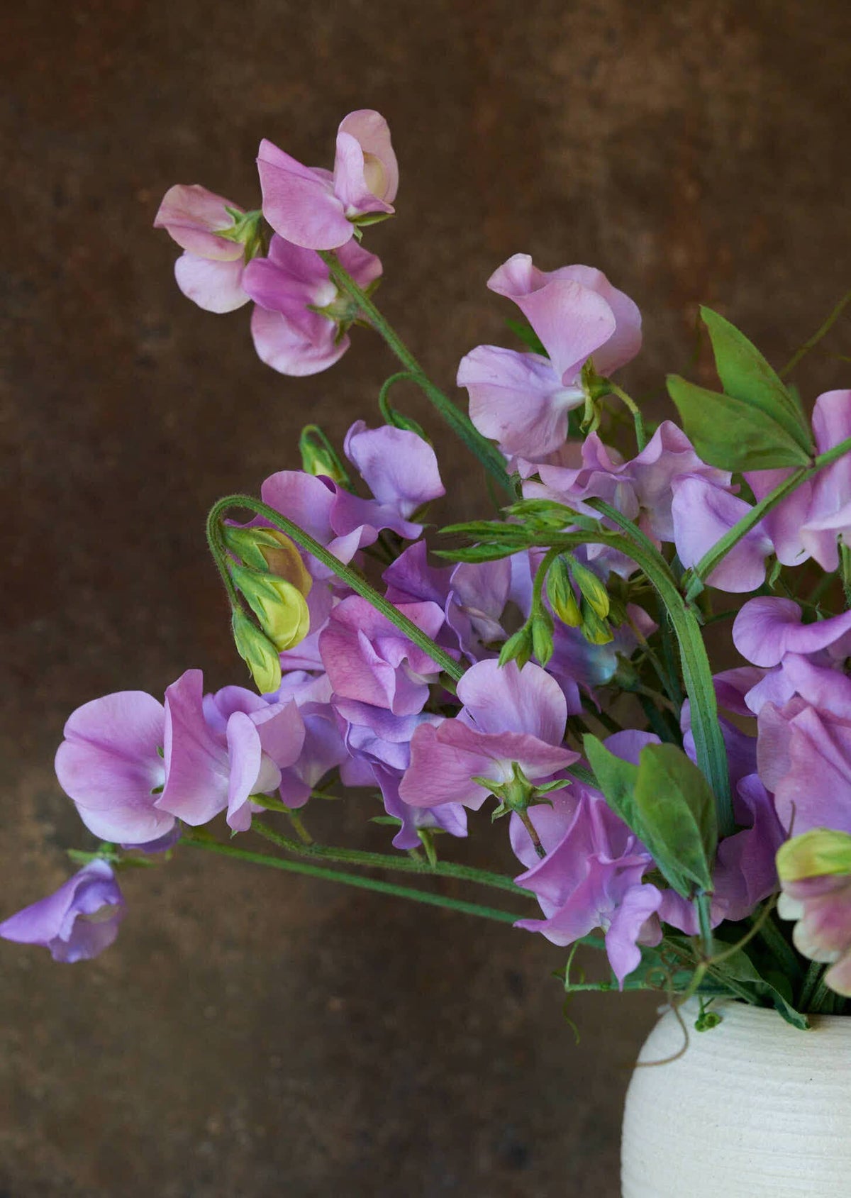 Ærteblomst 'Elegance Lavender' Seed 
