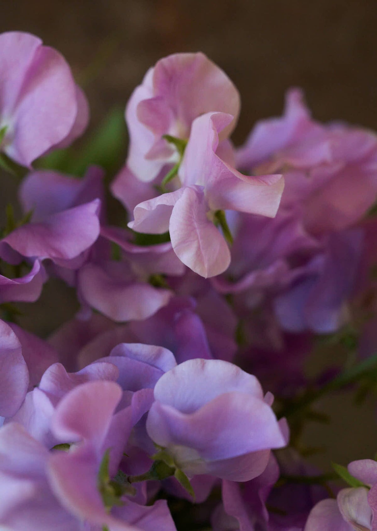 Ærteblomst 'Elegance Lavender' Seed 