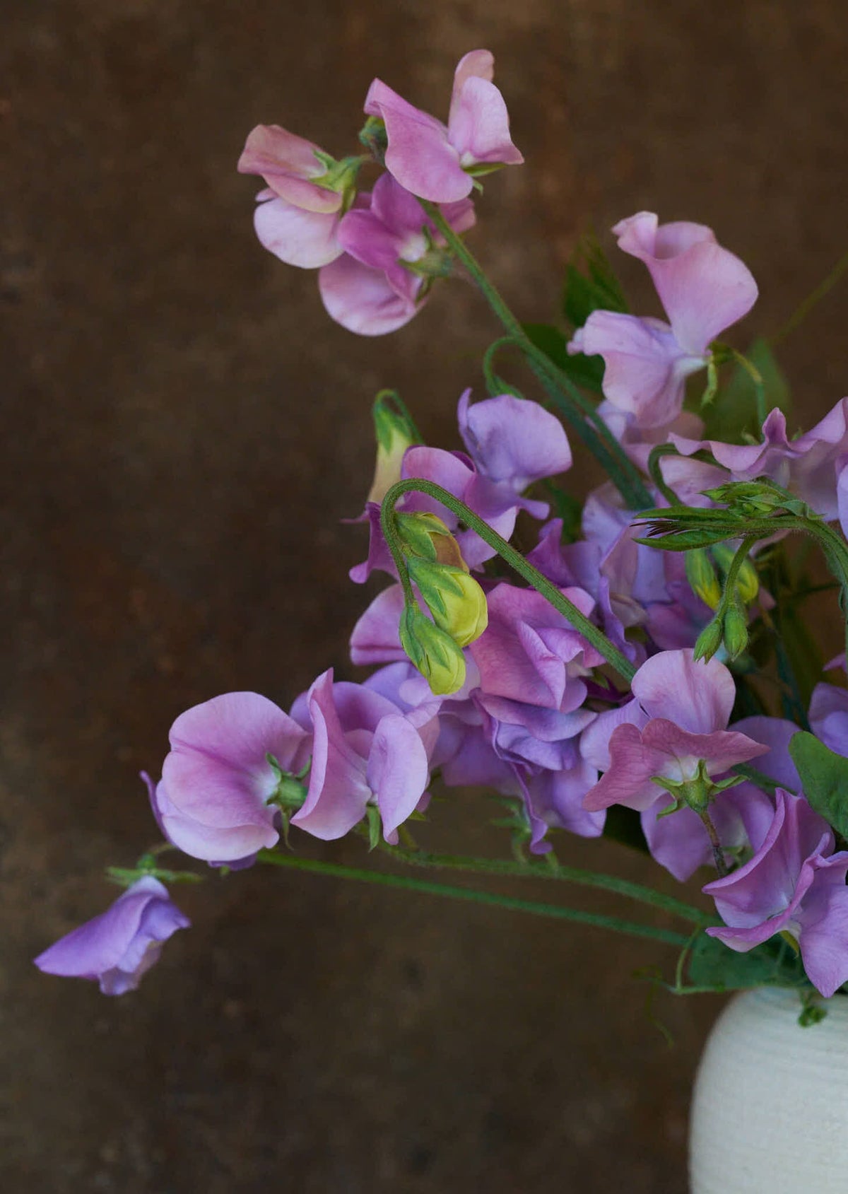 Ærteblomst 'Elegance Lavender' Seed 