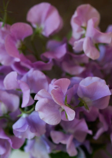 Ærteblomst 'Elegance Lavender' Seed 