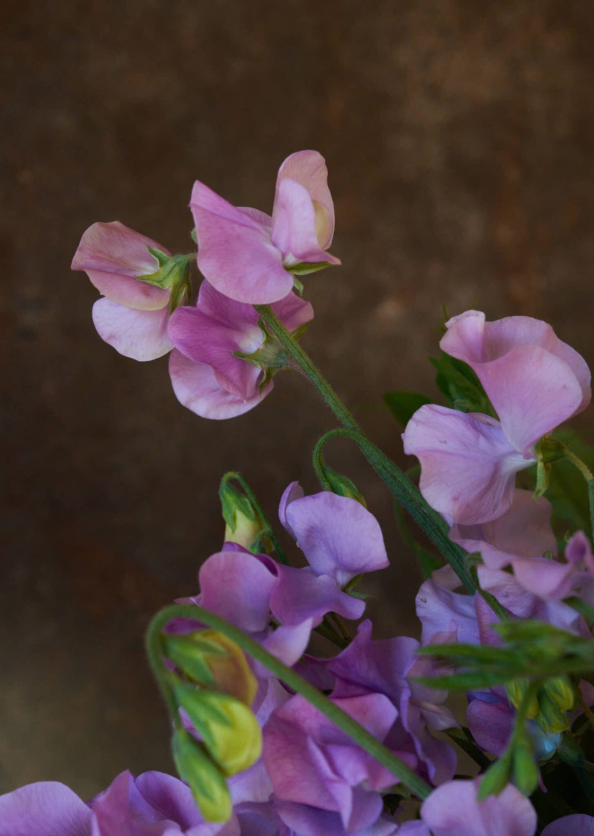 Ærteblomst 'Elegance Lavender' Seed 