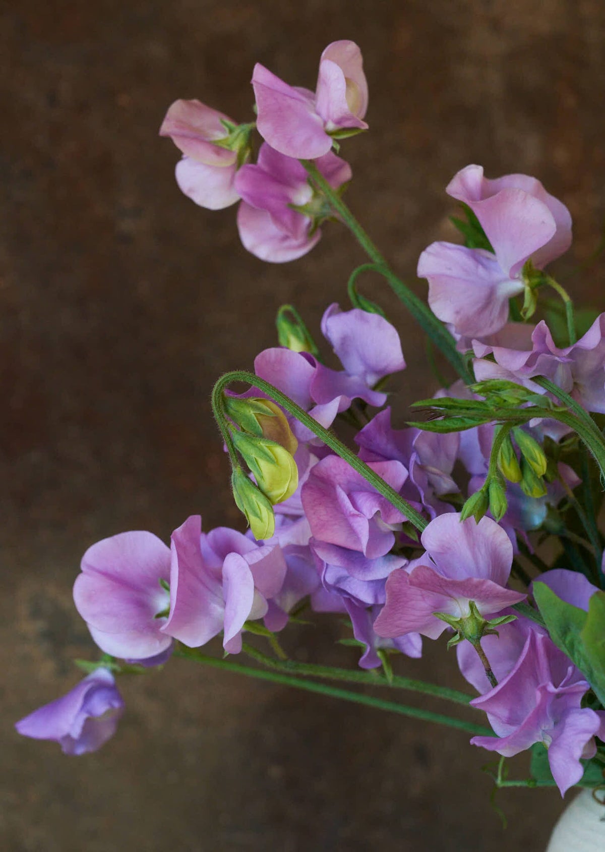 Ærteblomst 'Elegance Lavender' Seed 