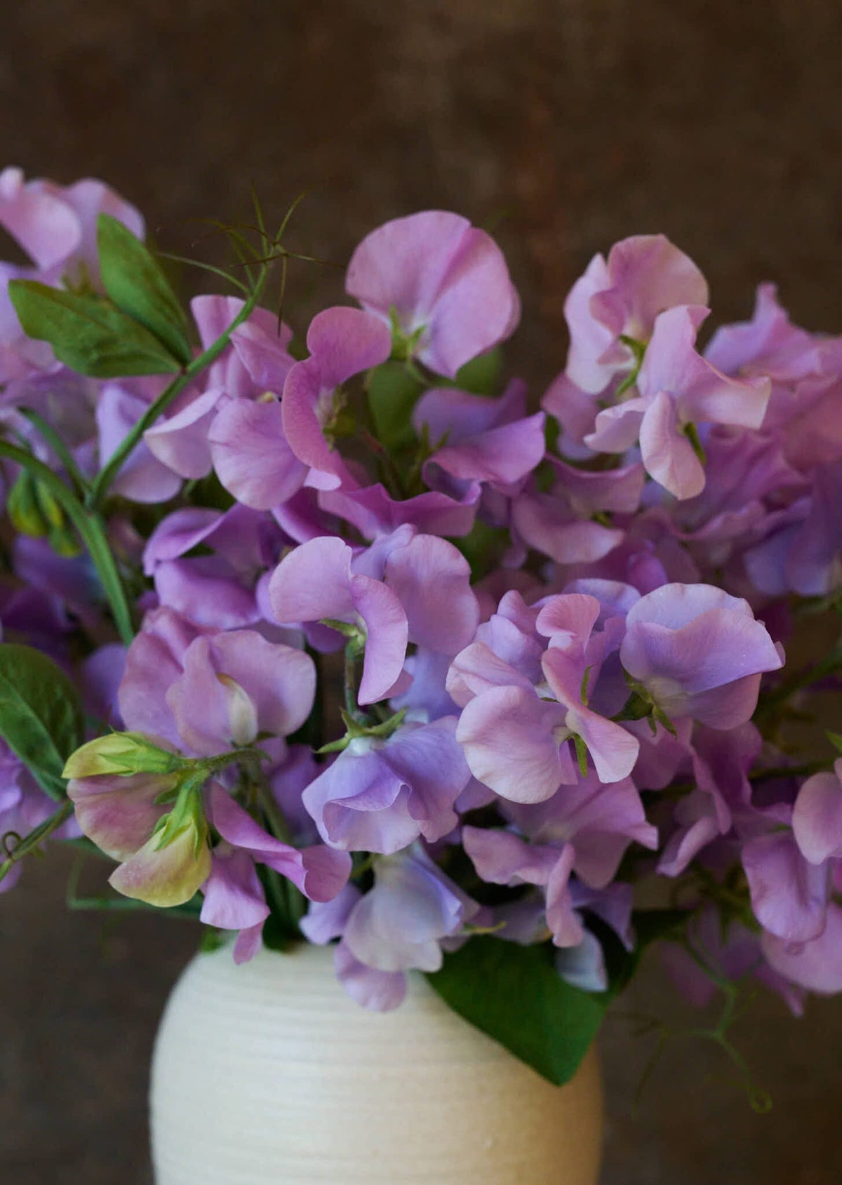 Ærteblomst 'Elegance Lavender' Seed 