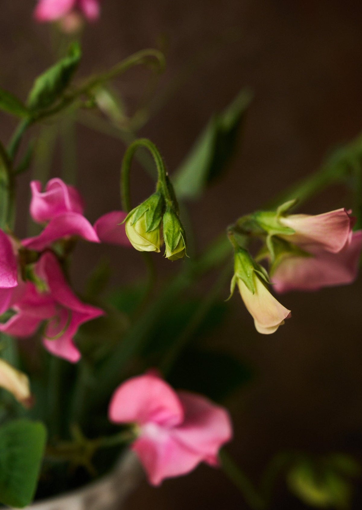 Ærteblomst 'Elegance Pink Diana' Seed 