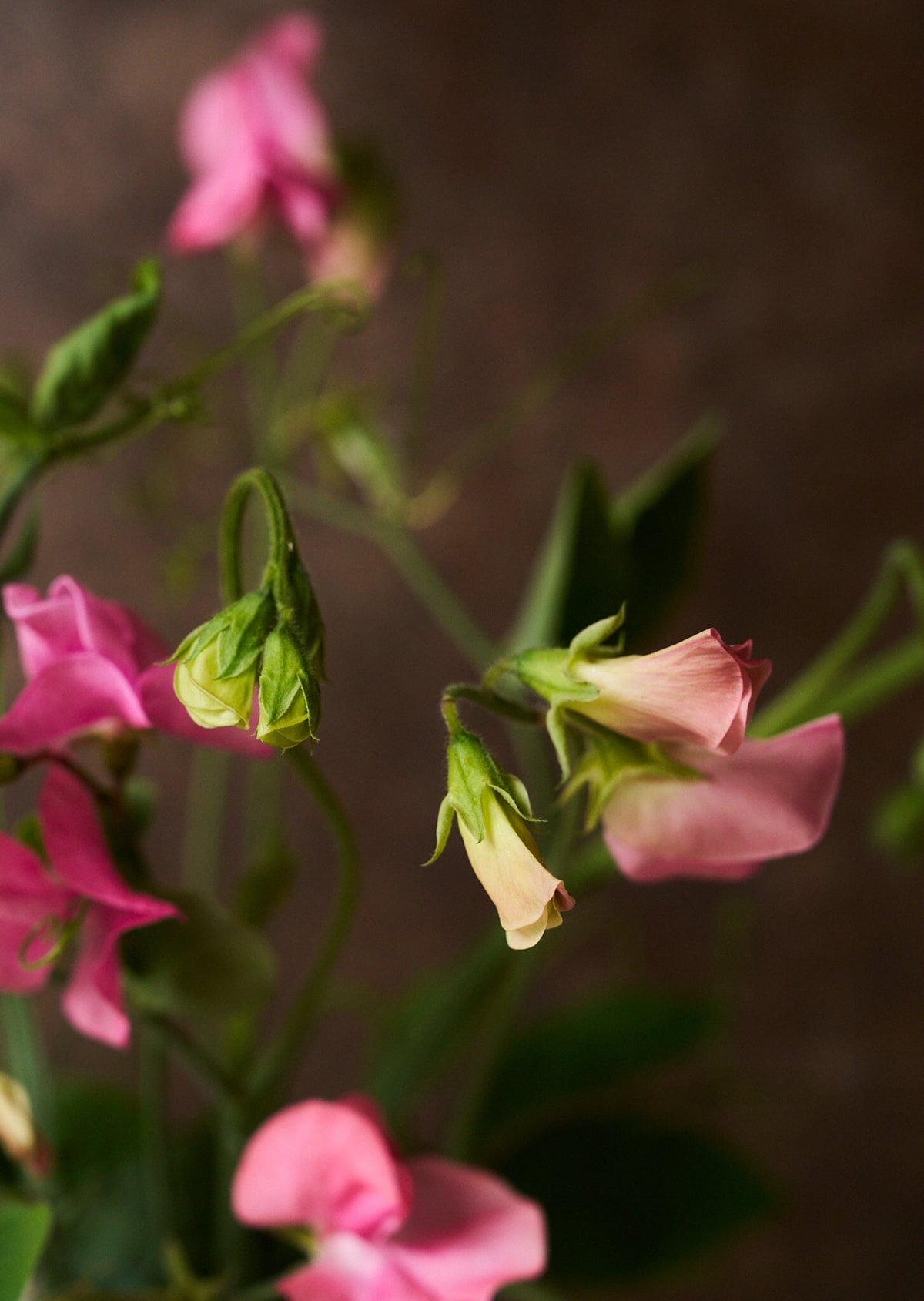 Ærteblomst 'Elegance Pink Diana' Seed 