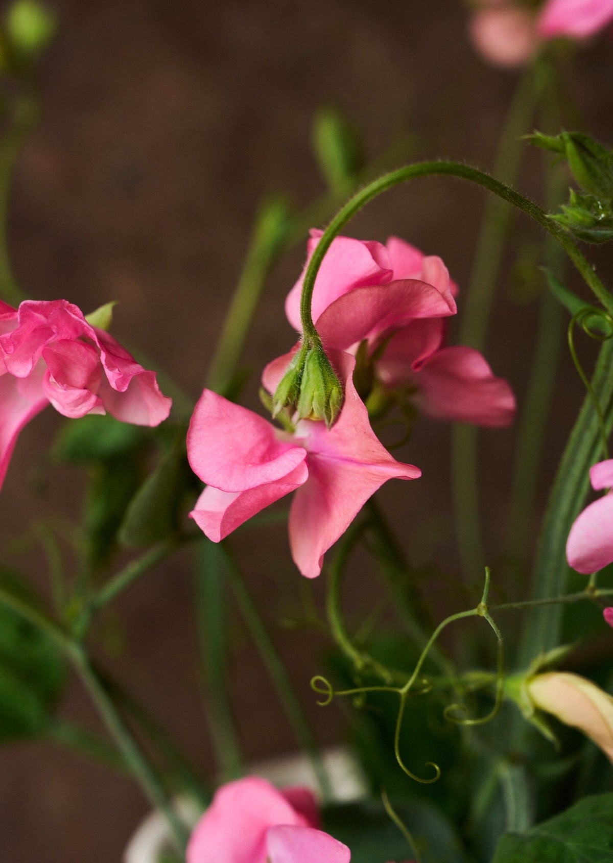 Ærteblomst 'Elegance Pink Diana' Seed 