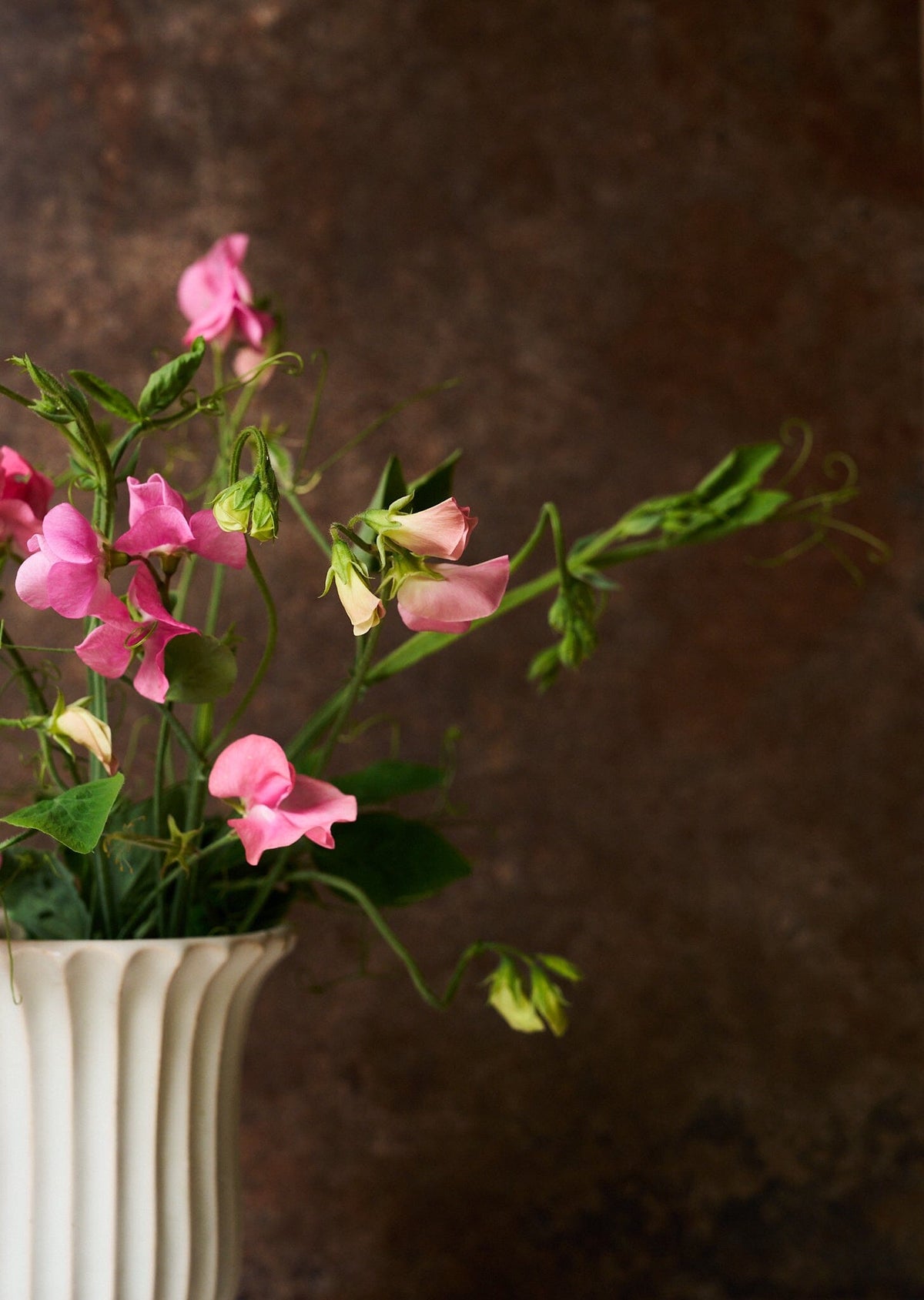 Ærteblomst 'Elegance Pink Diana' Seed 