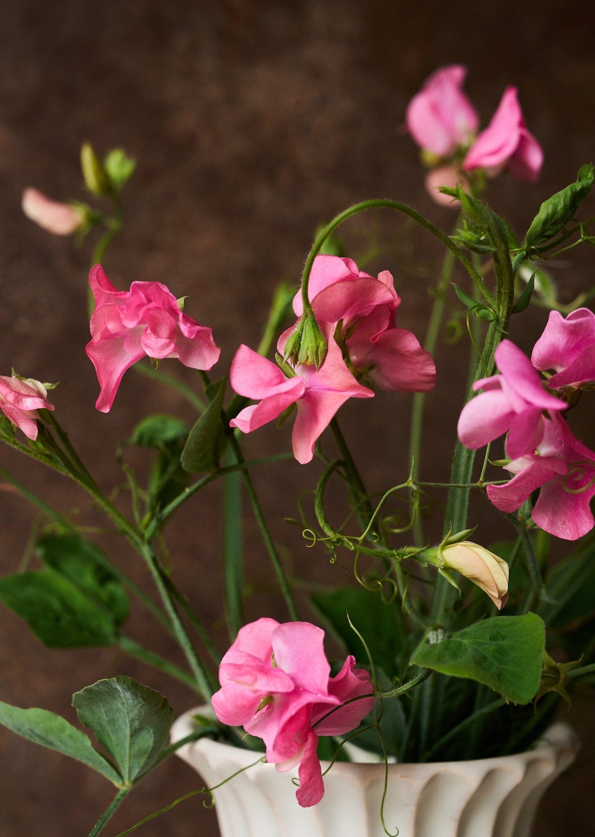 Ærteblomst 'Elegance Pink Diana' Seed 