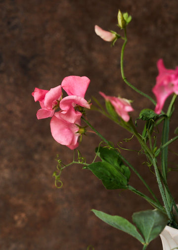 Ærteblomst 'Elegance Pink Diana' Seed 