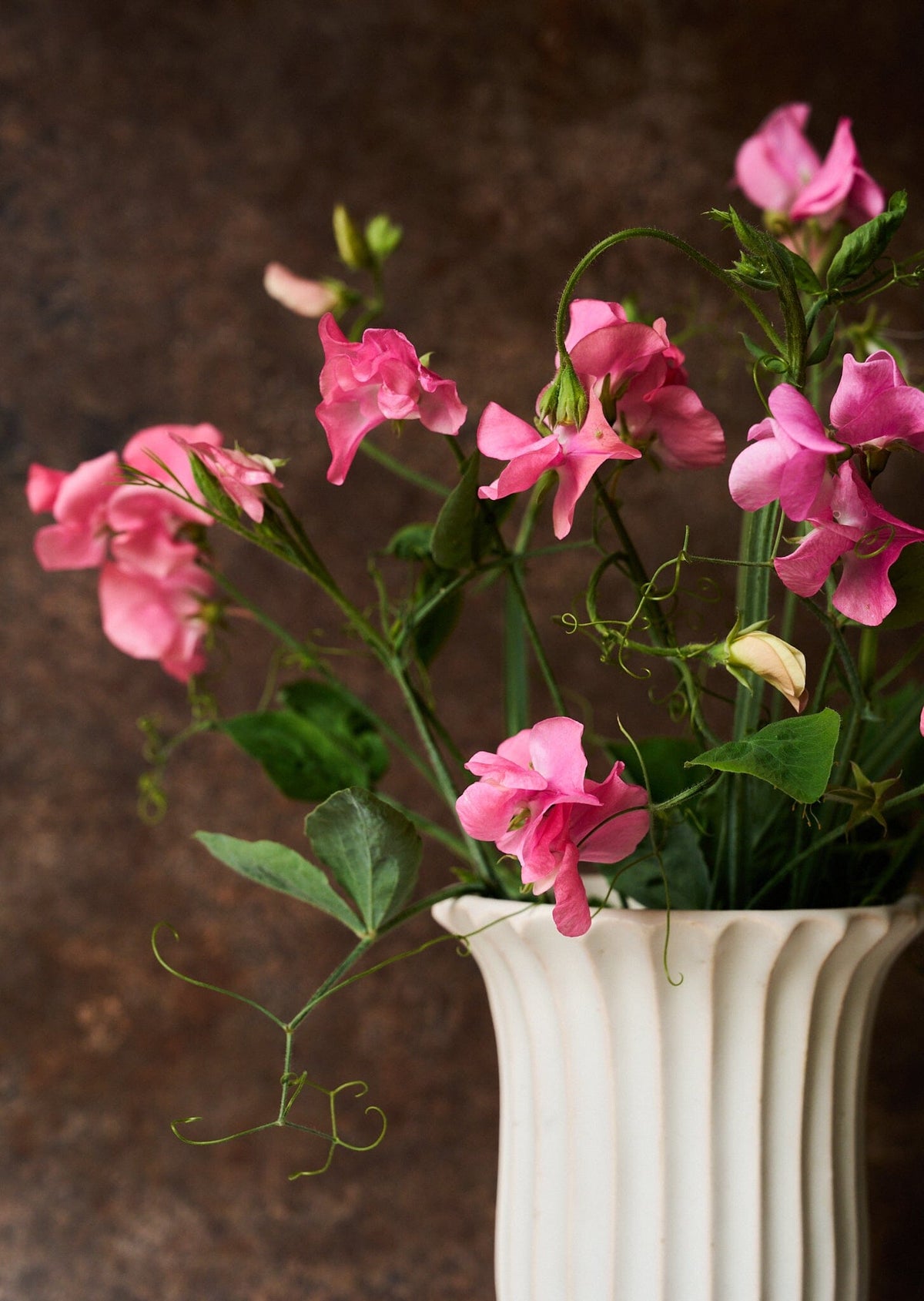 Ærteblomst 'Elegance Pink Diana' Seed 