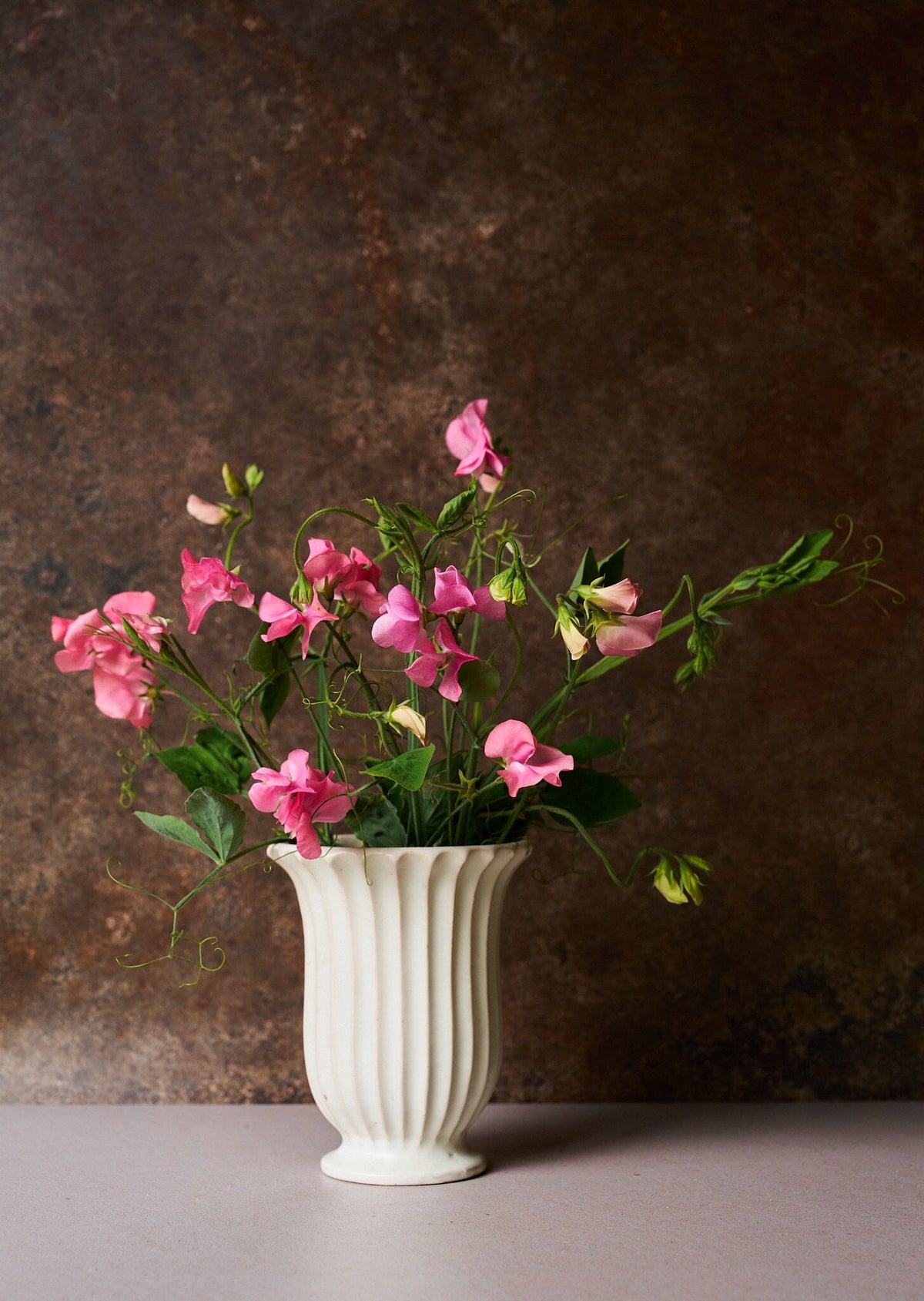Ærteblomst 'Elegance Pink Diana' Seed 