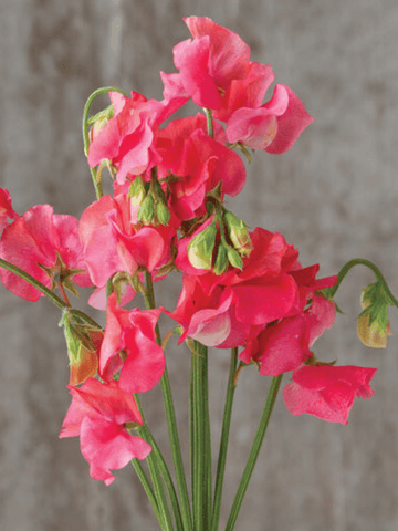 Ærteblomst 'Elegance Salmon Rose' Seed 