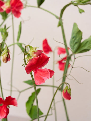 Ærteblomst 'Elegance Scarlet' Seed 