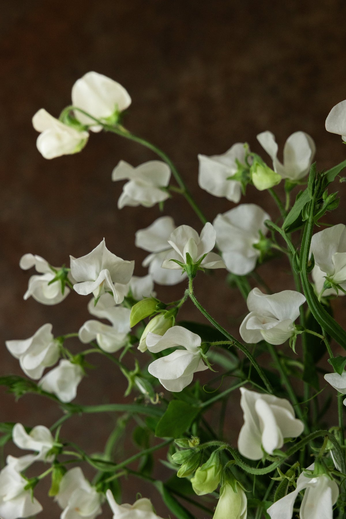 Ærteblomst 'Elegance White' Seed 