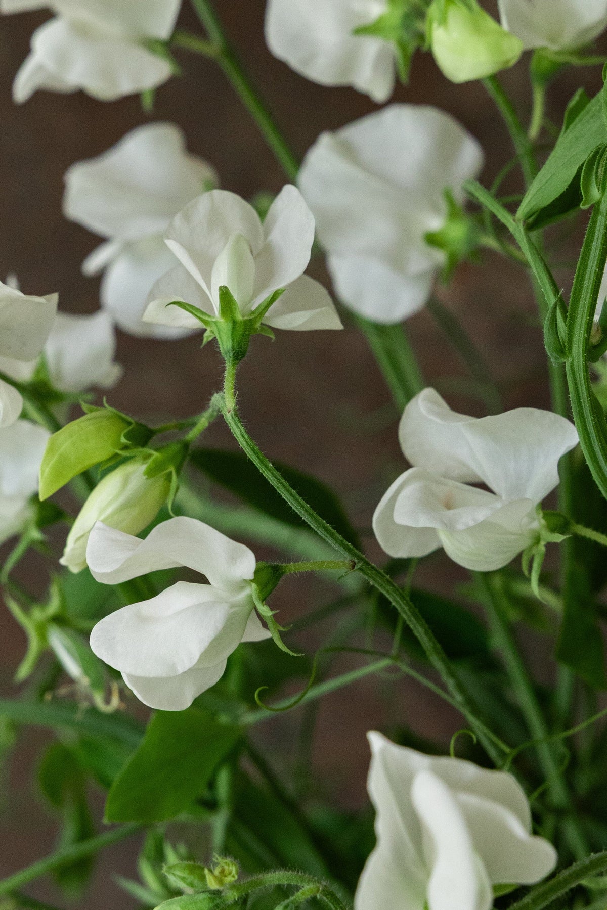 Ærteblomst 'Elegance White' Seed 