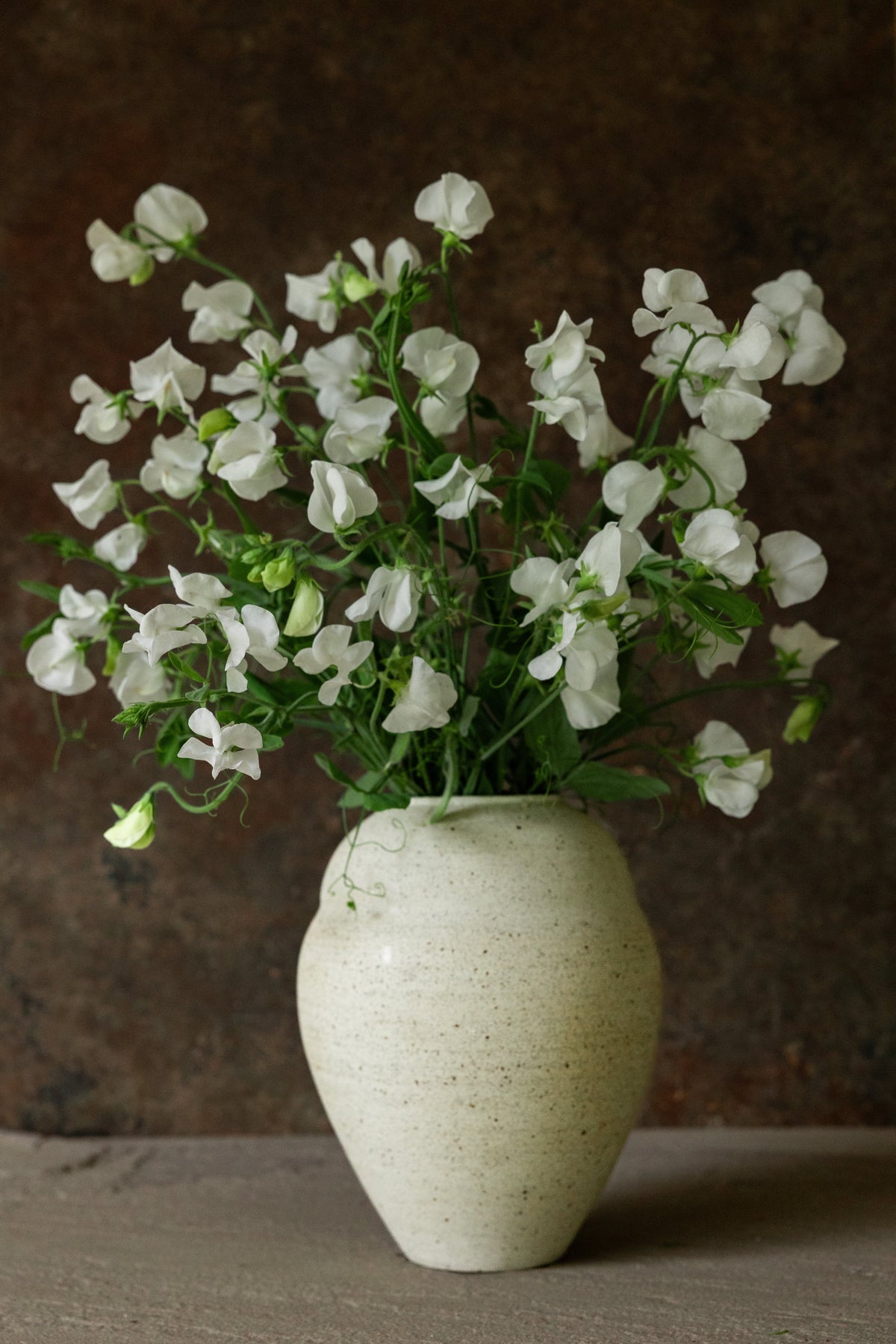 Ærteblomst 'Elegance White' Seed 